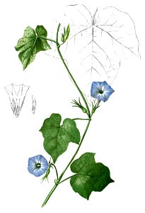 Ipomoea hederacea Blanco1.66-cropped