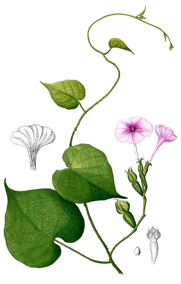 Ipomoea capillacea Blanco2.315-cropped