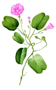 Ipomoea pes-caprae Blanco1.29-cropped