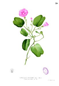 Ipomoea pes-caprae Blanco1.29