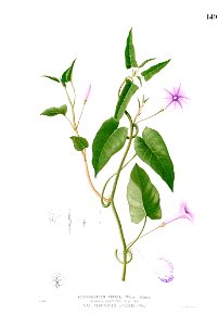 Ipomoea aquatica Blanco1.149