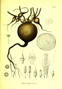 Ipomoea purga Berg 1891 33b