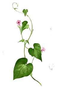 Ipomoea cordatotriloba Blanco1.31-cropped
