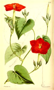 Ipomoea nationis (Quamoclit nationis) Bot. Mag. 90. 5432. 1864.