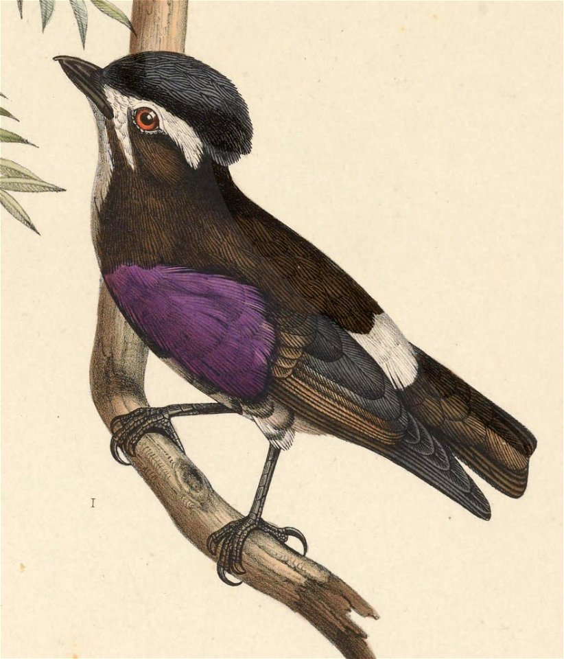 Iodopleura isabellae 1849