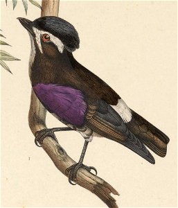 Iodopleura isabellae 1849