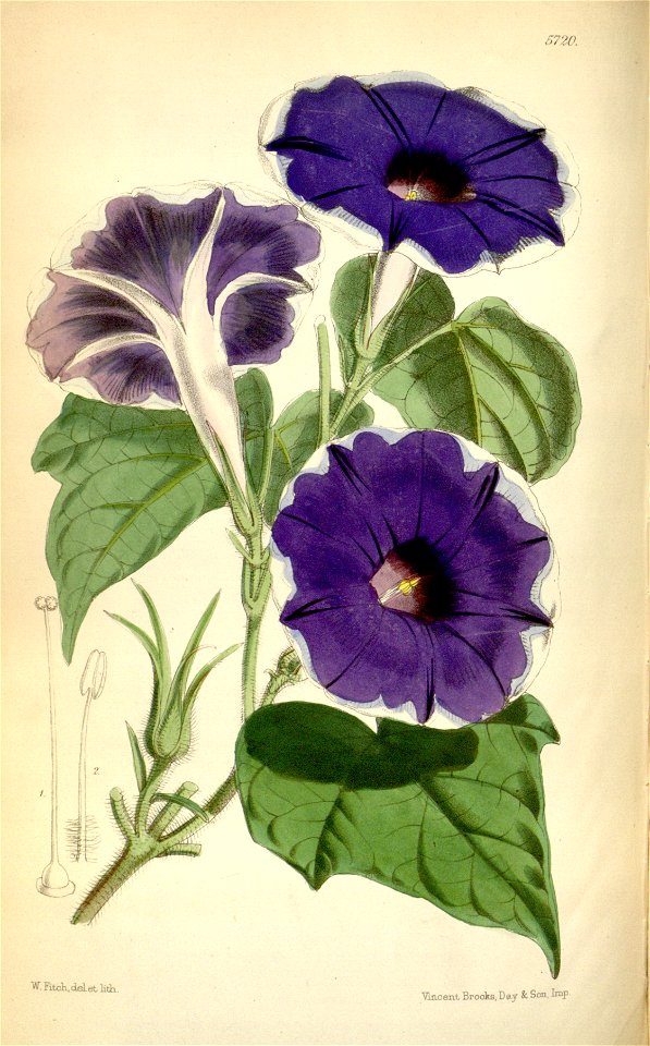 Ipomoea nil 'Limbata' (Pharbitis nil var. limbata) Bot. Mag. 94. 5720. 1868.