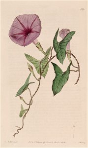 Ipomoea sagittata (I. sagittifolia) Bot. Reg. 6. 437. 1820. Free illustration for personal and commercial use.