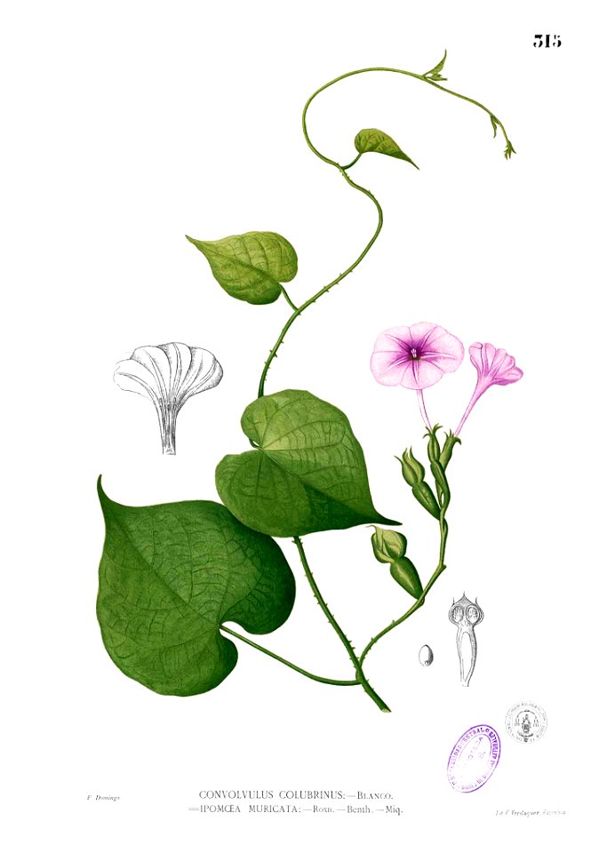 Ipomoea capillacea Blanco2.315