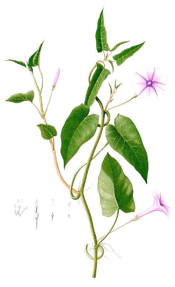 Ipomoea aquatica Blanco1.149-cropped