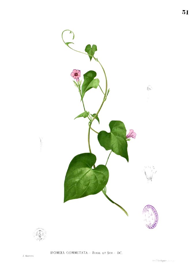 Ipomoea cordatotriloba Blanco1.31