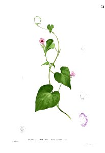 Ipomoea cordatotriloba Blanco1.31
