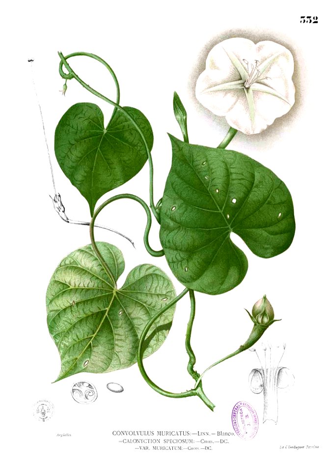 Ipomoea turbinata Blanco2.332