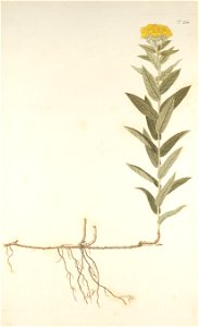 Inula germanica