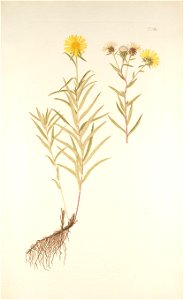 Inula ensifolia - 001x