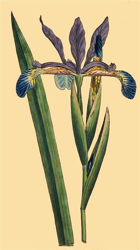 Iris spuria (Curtis)