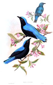 IrenaCrinigerGould