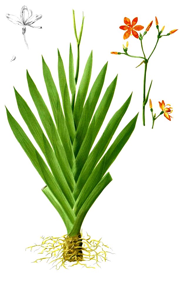 Iris domestica Blanco2.376-cropped