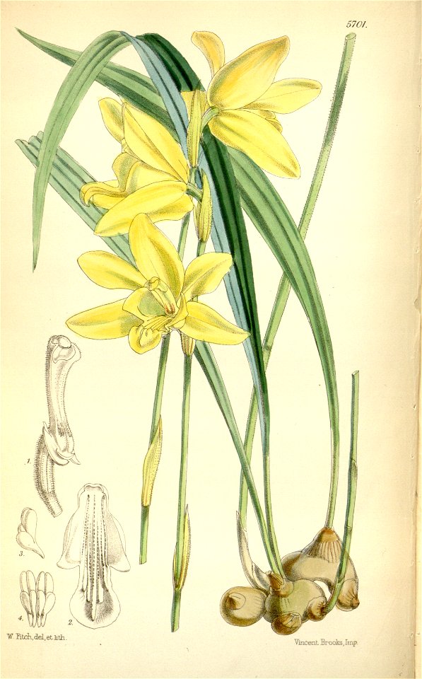 Ipsea speciosa