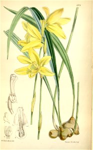 Ipsea speciosa