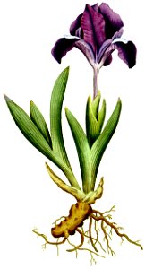 Iris pumila 1797