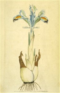 Iris persica (Sowerby)
