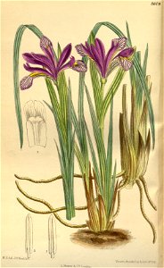 Iris urumovii 141-8608