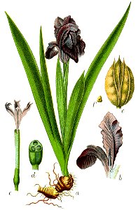Iris pumila Sturm60