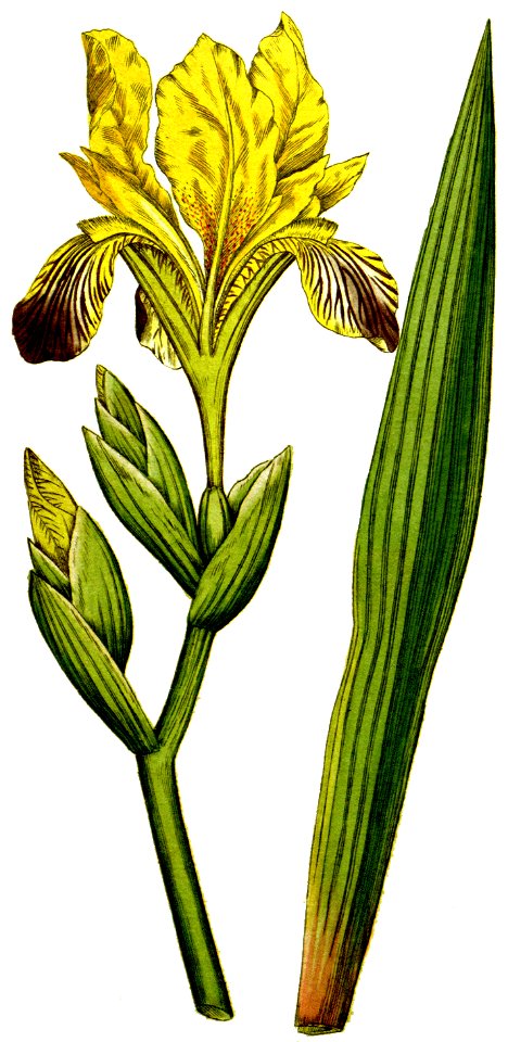 Iris variegata 1787