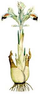 Iris persica 1787