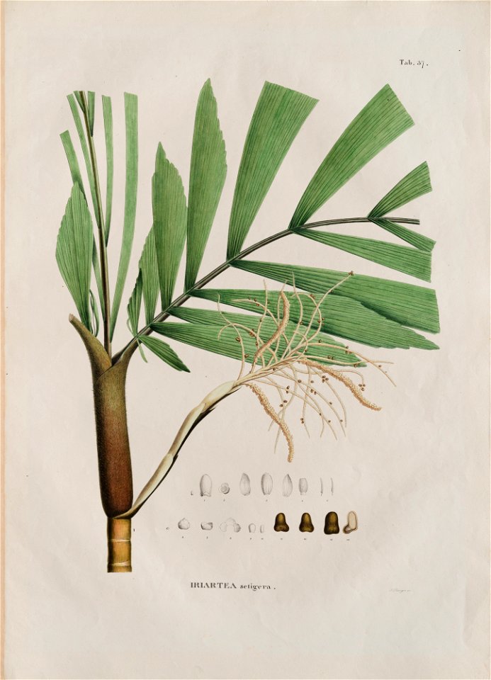 Iriartea setigera, da Coleção Brasiliana Iconográfica
