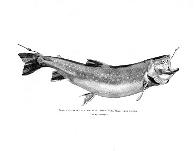 Ipy-conger2 plate-4