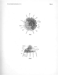 Ipy-conger2 plate-1