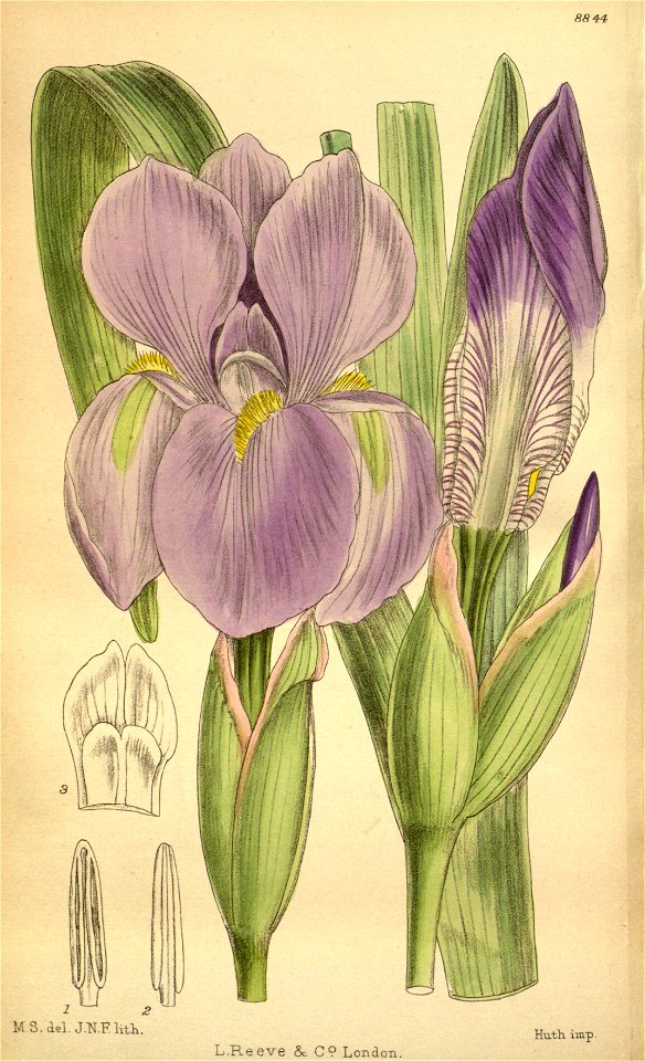 Iris hoogiana 146-8844
