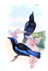 IrenaMelanochlamysGould