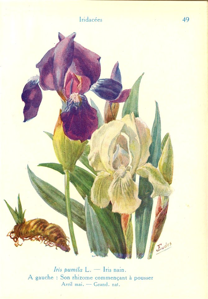 Iris nain-J.Eudes-49
