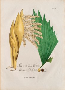 Iriarte exorrhiza, da Coleção Brasiliana Iconográfica