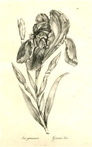 Iris germanica (BM 1899,0713.208.19)