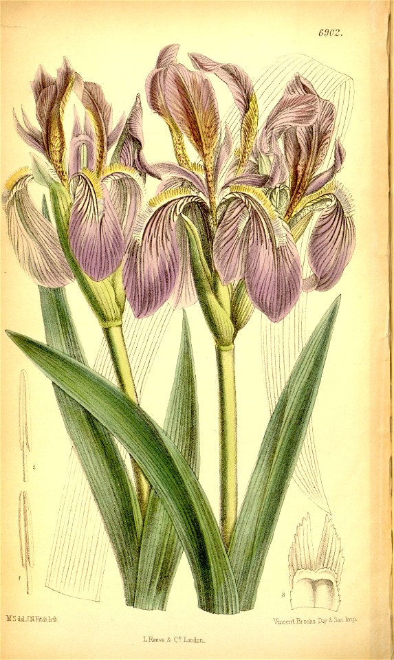 Iris scariosa curtis botanical garden image