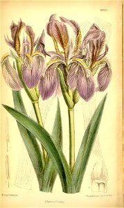 Iris scariosa curtis botanical garden image