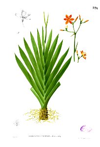 Iris domestica Blanco2.376