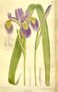 Iris caroliniana 138-8465