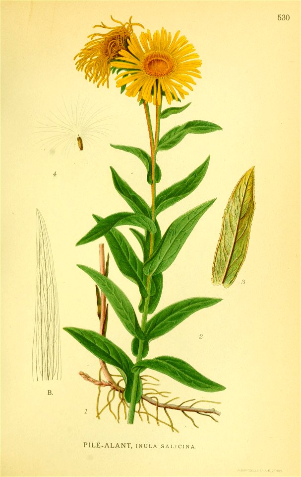 Inula salicina001