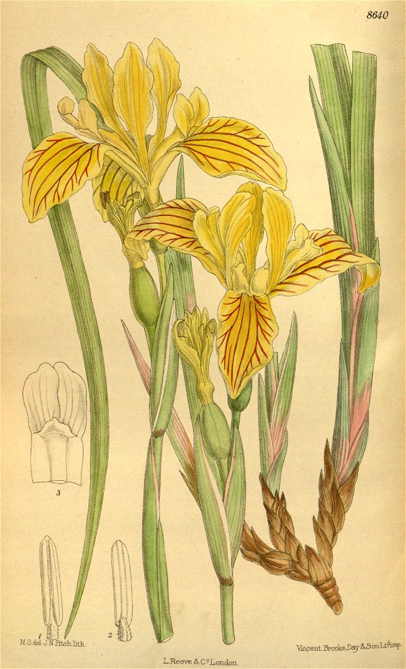 Iris bracteata 141-8640