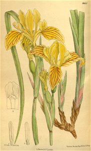 Iris bracteata 141-8640