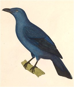 Irena puella female 1838