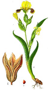 Iris variegata Sturm57