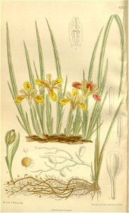Iris minuta 136-8293