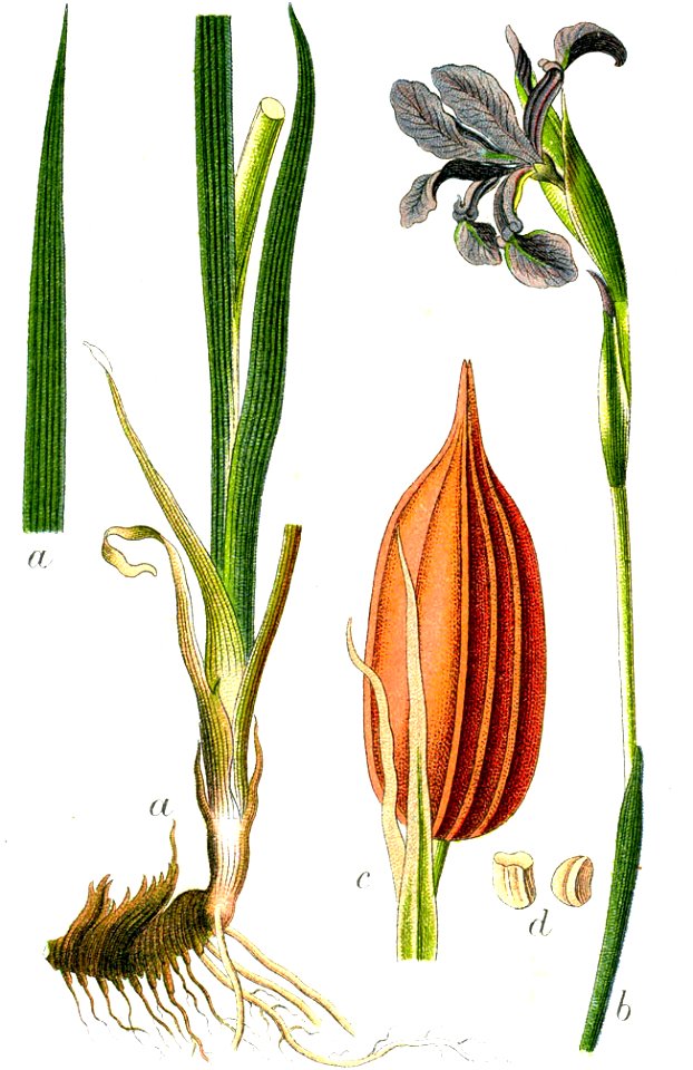 Iris spuria Sturm62