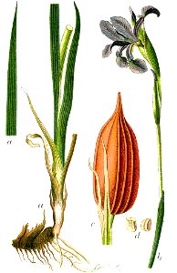 Iris spuria Sturm62